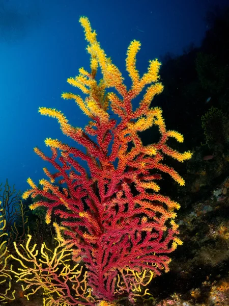 Gorgonia en el mediterrneo con fondo azul