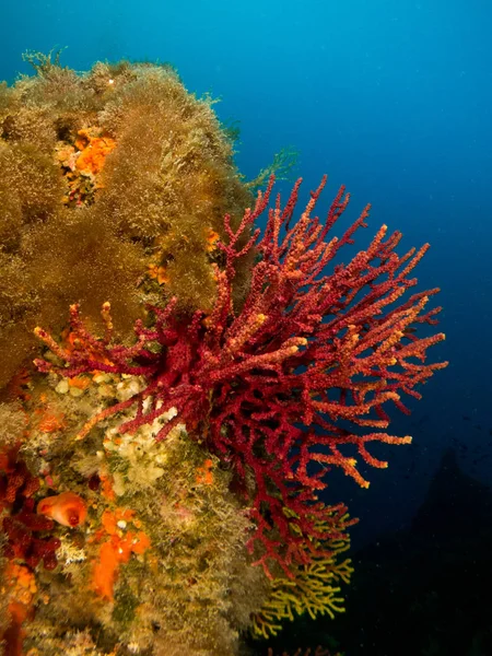Gorgonia en el mediterrneo con fondo azul