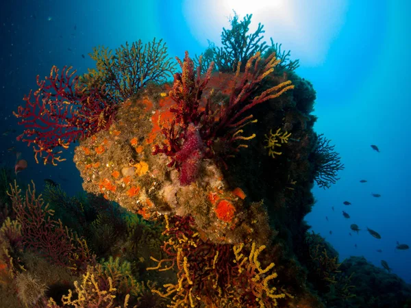 Gorgonia en el mediterrneo con fondo azul