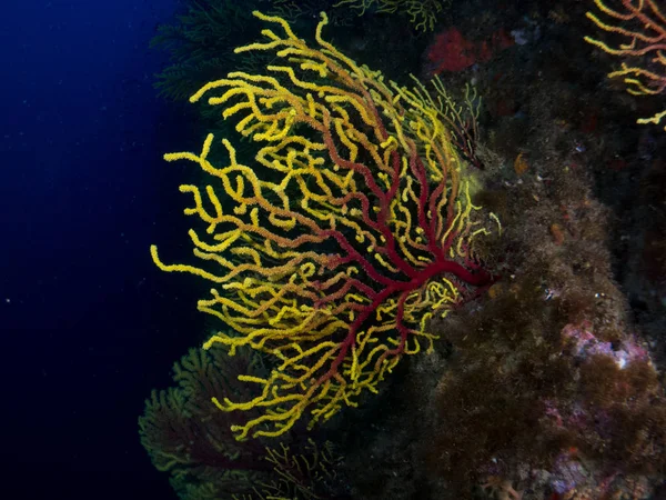 Gorgonia en el mediterrneo con fondo azul
