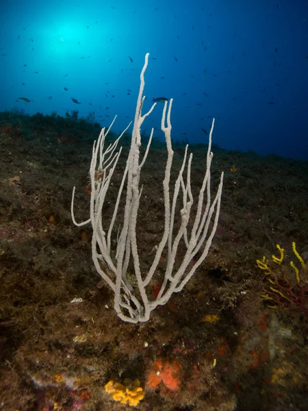 Gorgonia Mediterrneo Con Fondo Azul — Stockfoto