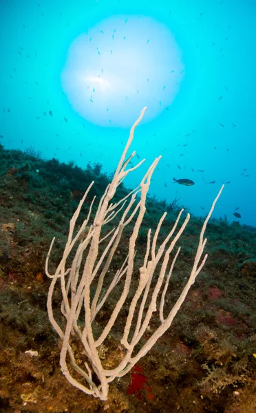 Gorgonia Mediterrneo Con Fondo Azul — Stockfoto