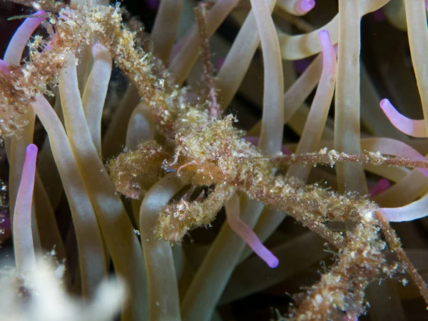 Gorgonia Medanean Neo Con Fondo Azul — стоковое фото