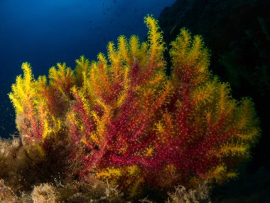 Gorgonia en el mediterrneo con fondo azul