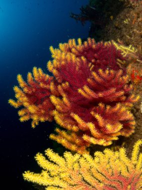 Gorgonia en el mediterrneo con fondo azul