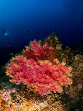 Gorgonia en el mediterrneo con fondo azul