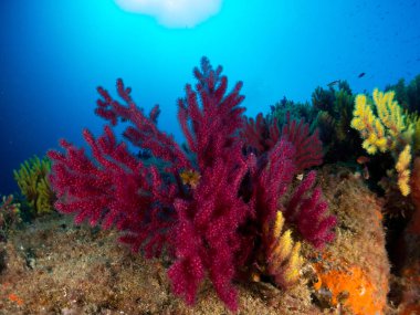 Gorgonia en el mediterrneo con fondo azul