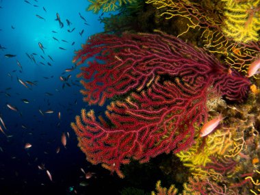fondo marino con corales y macro clipart