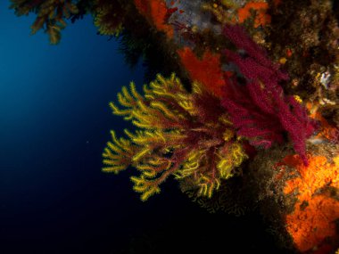 fondo marino con corales y makro