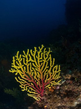 fondo marino con corales y macro clipart