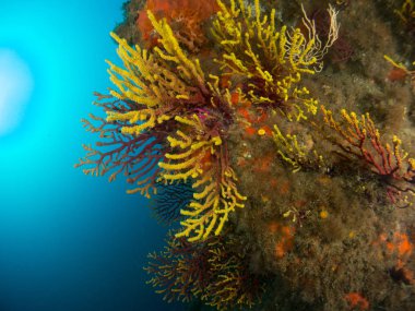 fondo marino con corales y makro