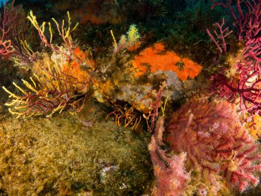 fondo marino con corales y makro