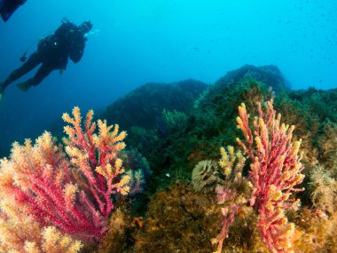 fondo marino con corales y makro