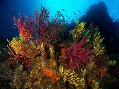 fondo marino con corales y makro