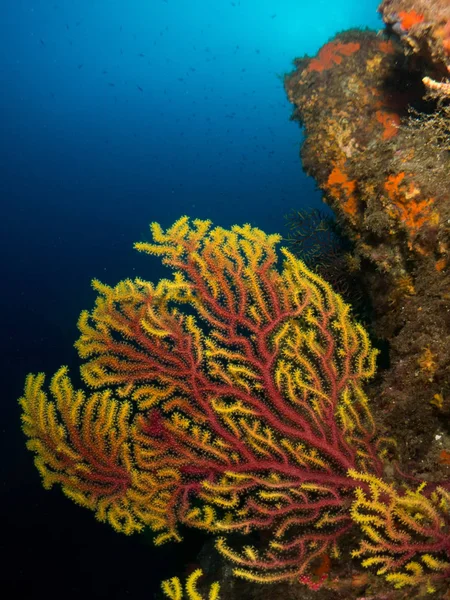 Fondo Marino Con Corales Macro — Fotografia de Stock