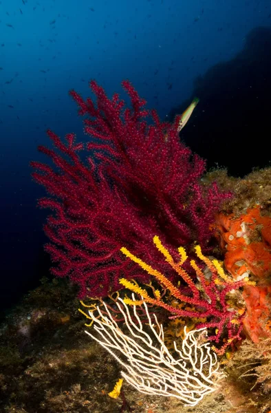 Fondo Marino Con Corales Macro — Stockfoto