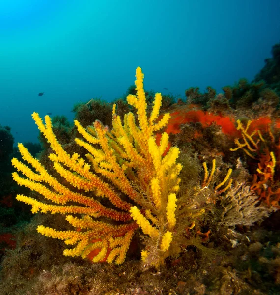 Fondo Marino Con Corales Makro — Zdjęcie stockowe