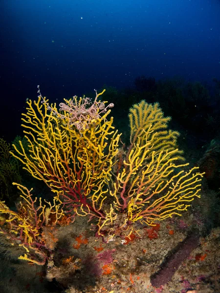 Fondo Marino Con Corales Makro — Zdjęcie stockowe