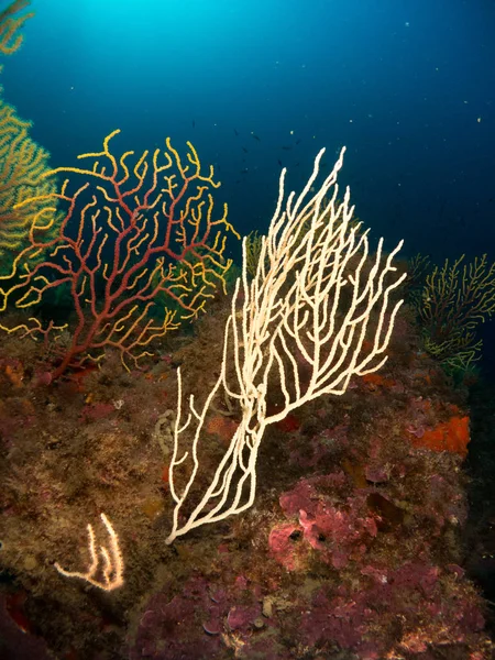 Fondo Marino Con Corales Macro — Stockfoto