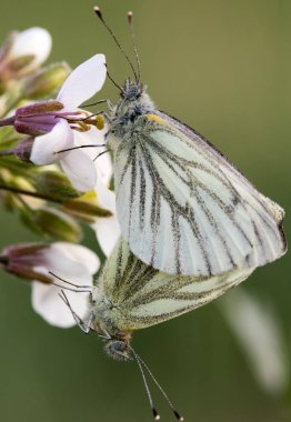 mariposa en su hbitat
