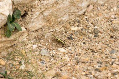 mariposa en su hbitat