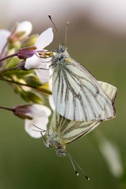 mariposa en su hbitat