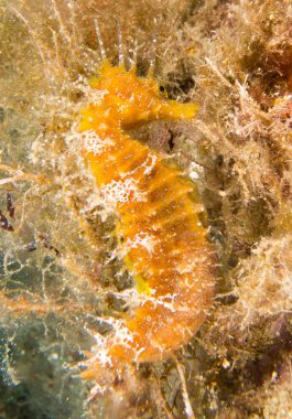 Caballito de mar en el Mediterraneo, costa brava en primer plano y con fondo negro