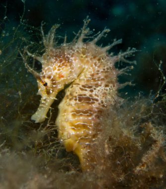Caballito de mar en el Mediterraneo, costa brava en primer plano y con fondo negro