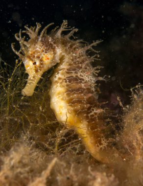 Caballito de mar en el Mediterraneo, costa brava en primer plano y con fondo negro