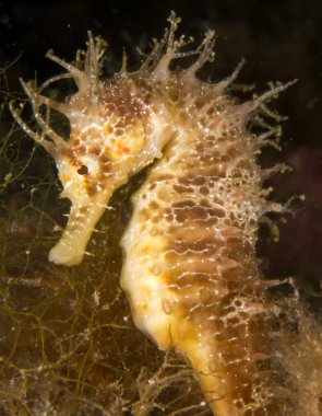 Caballito de mar en el Mediterraneo, costa brava en primer plano y con fondo negro