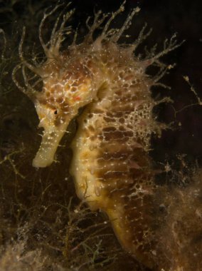 Caballito de mar en el Mediterraneo, costa brava en primer plano y con fondo negro