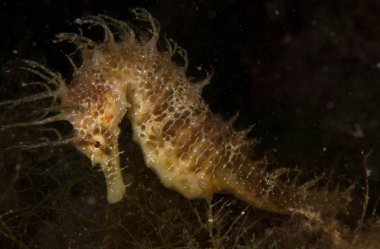Caballito de mar en el Mediterraneo, costa brava en primer plano y con fondo negro