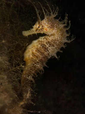 Caballito de mar en el Mediterraneo, costa brava en primer plano y con fondo negro