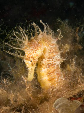 Caballito de mar en el Mediterraneo, costa brava en primer plano y con fondo negro