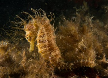 Caballito de mar en el Mediterraneo, costa brava en primer plano y con fondo negro