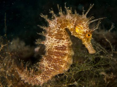 Caballito de mar en el Mediterraneo, costa brava en primer plano y con fondo negro
