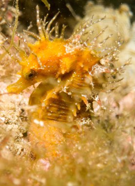 Caballito de mar en el Mediterraneo, costa brava en primer plano y con fondo negro