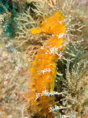 Caballito de mar en el Mediterraneo, costa brava en primer plano y con fondo negro