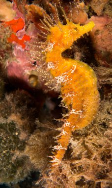 Caballito de mar en el Mediterraneo, costa brava en primer plano y con fondo negro