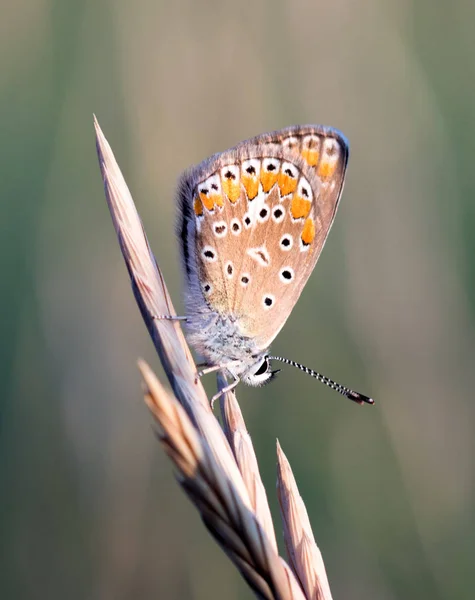 Mariposa Hbitat — Foto de Stock