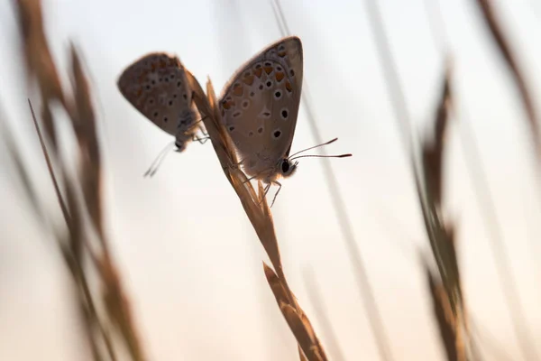 Mariposa Hbitat — Fotografia de Stock