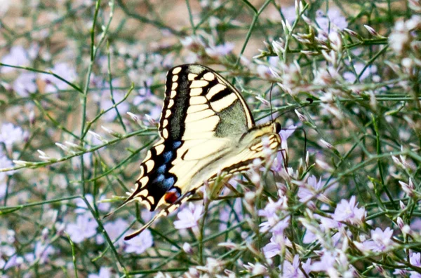 mariposa en su hbitat