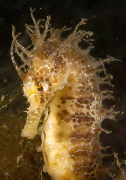 Caballito de mar en el Mediterraneo, costa brava en primer plano y con fondo negro