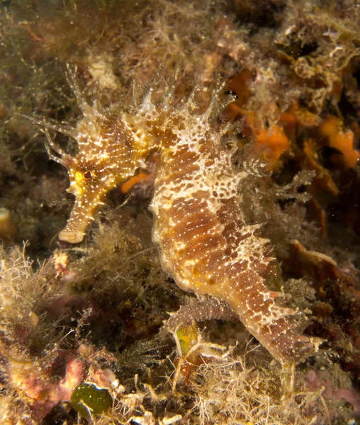 Caballito Mar Mediterráneo Costa Brava Primer Plano Con Base Negra —  Fotos de Stock