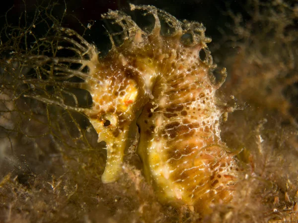 Caballito de mar en el Mediterraneo, costa brava en primer plano y con fondo negro
