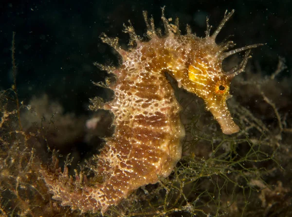 Caballito Mar Mediterraneo Costa Brava Primer Plano Con Fondo Negro — Φωτογραφία Αρχείου