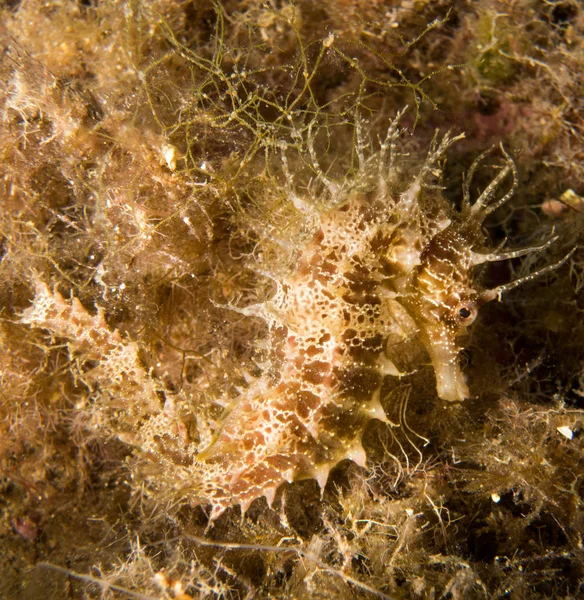 Caballito Mar Mediterraneo Costa Brava Primer Plano Con Fondo Negro — Φωτογραφία Αρχείου