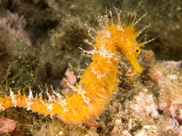 Caballito de mar en el Mediterraneo, costa brava en primer plano y con fondo negro
