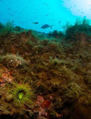 fondo marino con roca con mercan