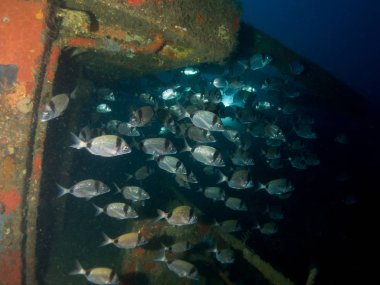 Barco hundido boreas en la costa brava